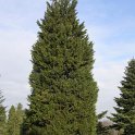X Cupressocyparis leylandii (port)